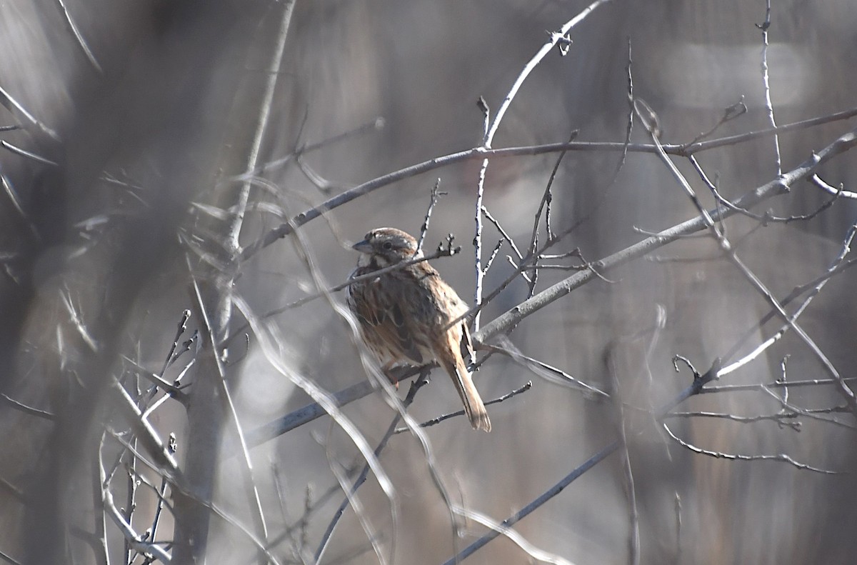 Song Sparrow - ML617331103