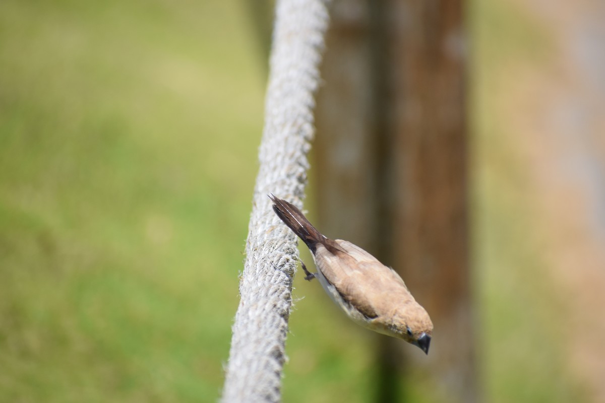 African Silverbill - ML617331159