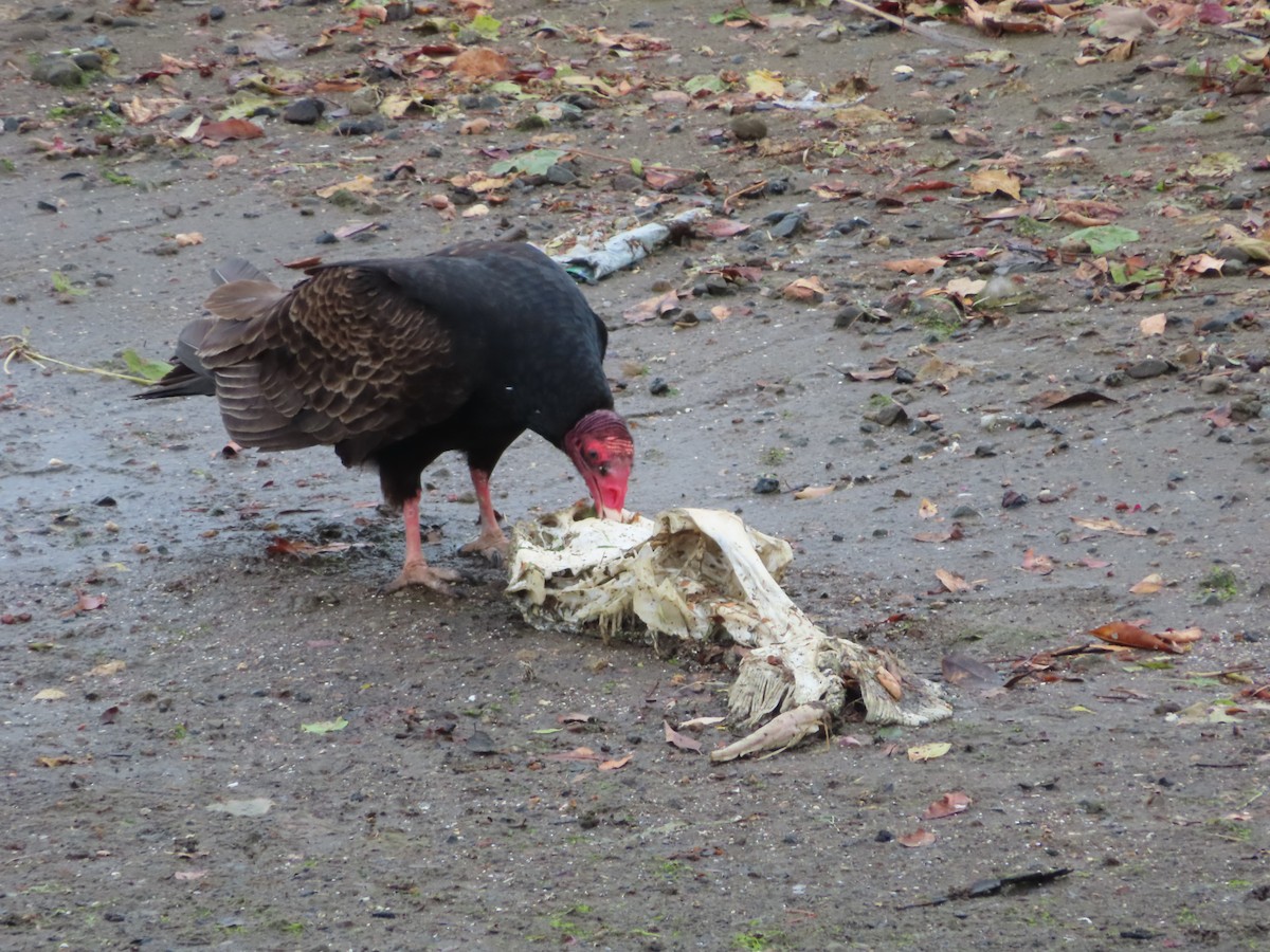 Turkey Vulture - Rose An