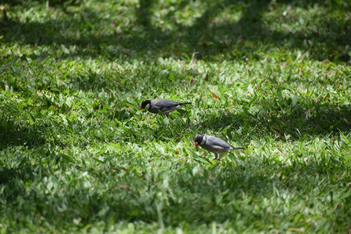 Java Sparrow - ML617331173