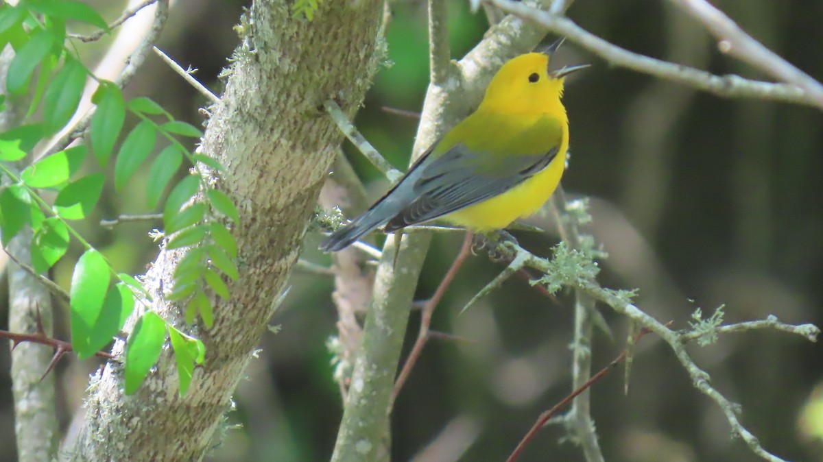 Prothonotary Warbler - ML617331176