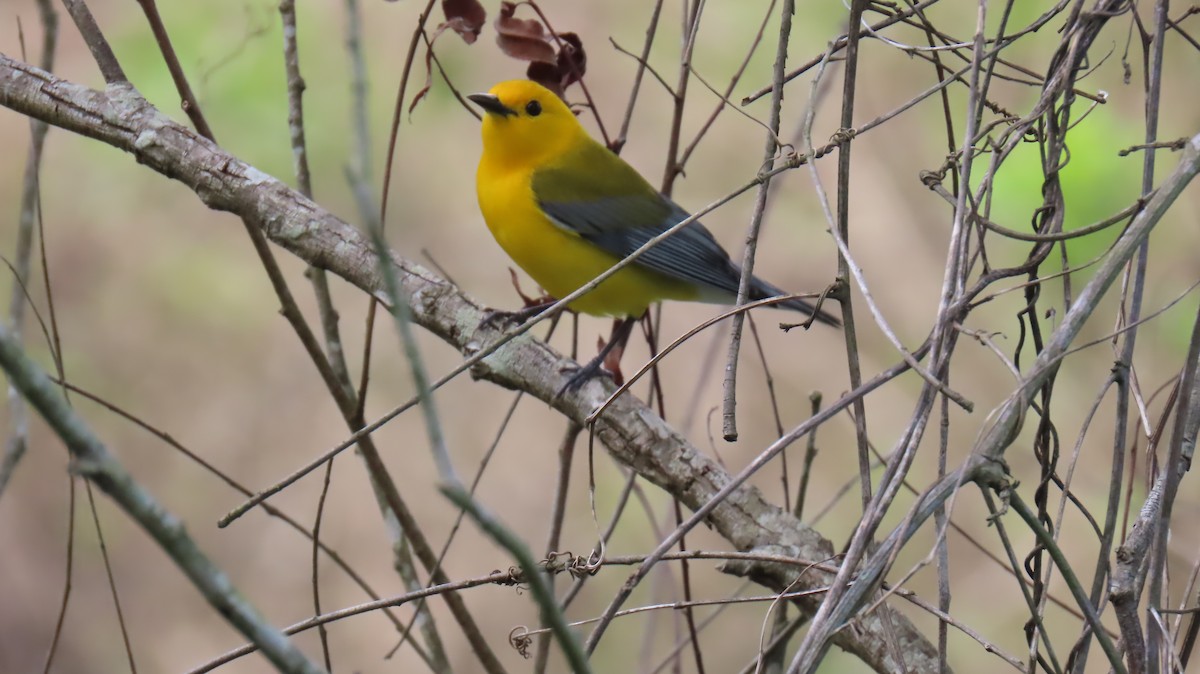 Prothonotary Warbler - ML617331177