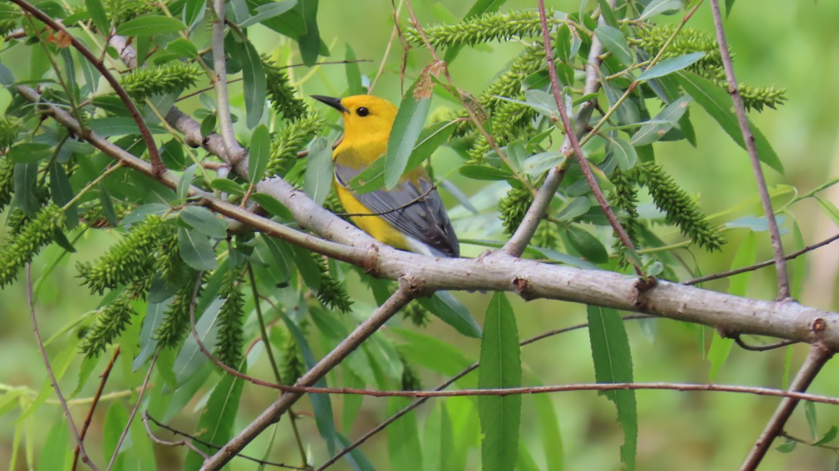 Prothonotary Warbler - ML617331178