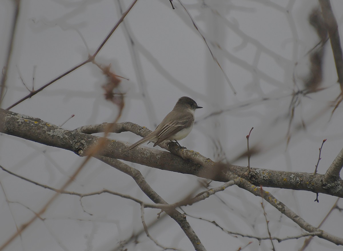 Eastern Phoebe - ML617331194