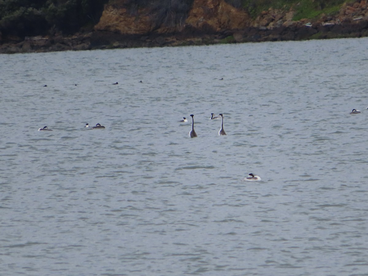 Western/Clark's Grebe - ML617331201