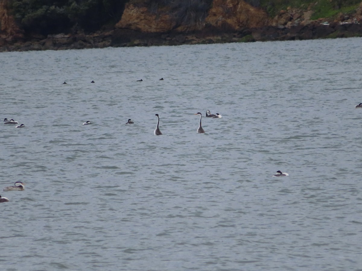 Western/Clark's Grebe - ML617331202