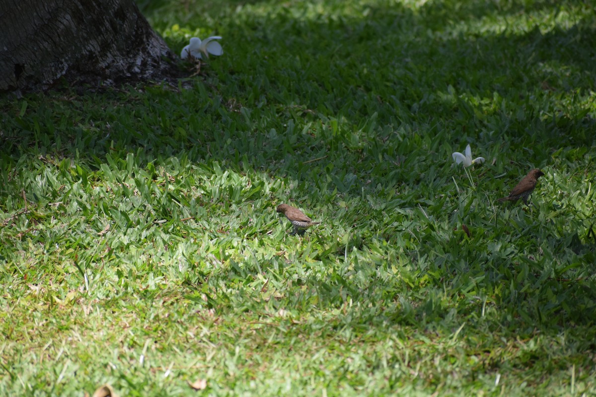 Scaly-breasted Munia - ML617331211