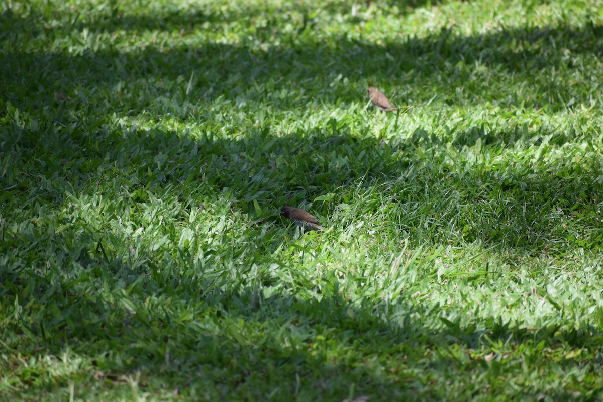 Scaly-breasted Munia - ML617331217