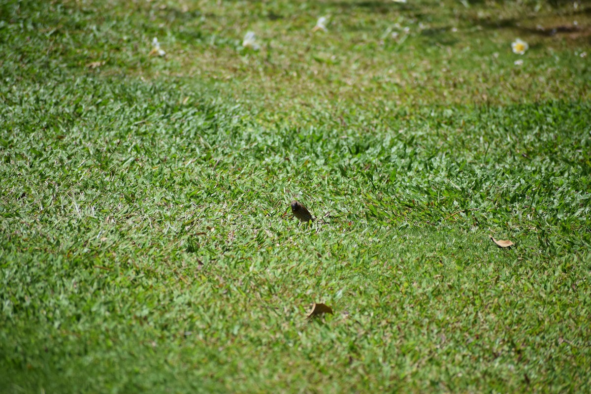 Scaly-breasted Munia - ML617331218