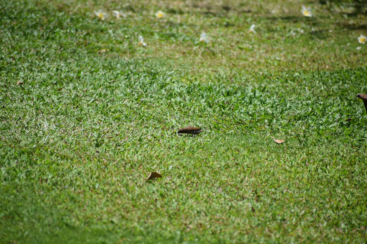 Scaly-breasted Munia - ML617331219