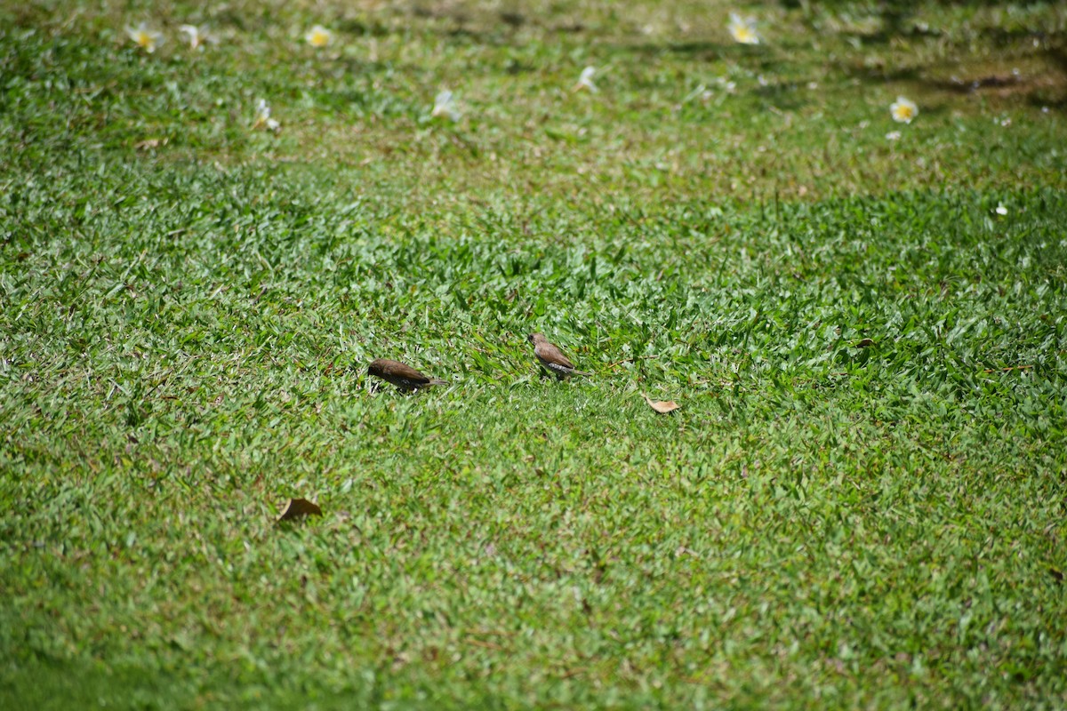 Scaly-breasted Munia - ML617331220