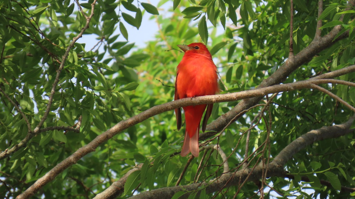 Summer Tanager - ML617331228