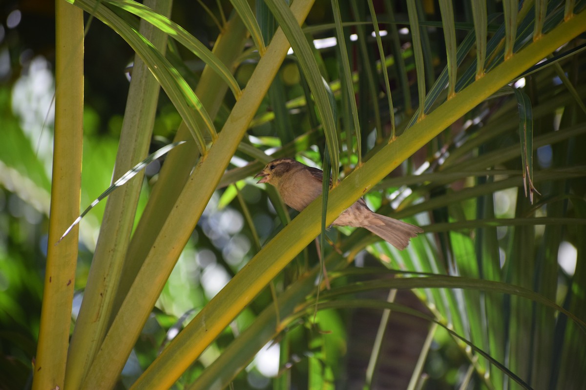 House Sparrow - ML617331245