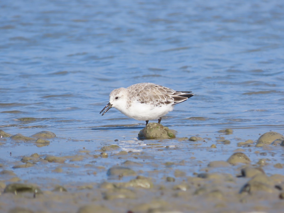 Sanderling - ML617331257