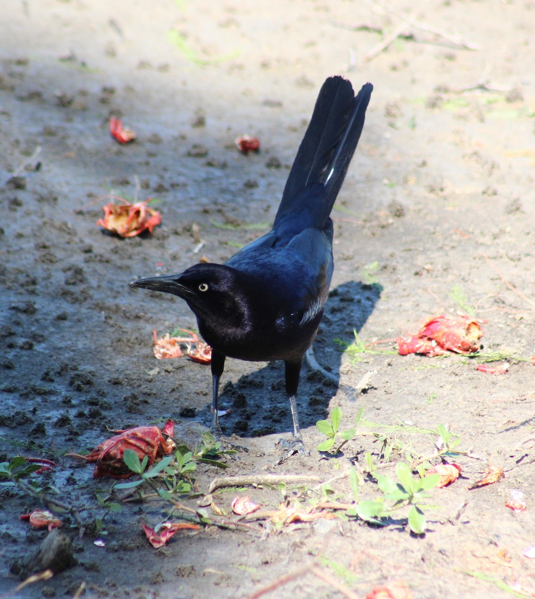 Great-tailed Grackle - Maria Morelli