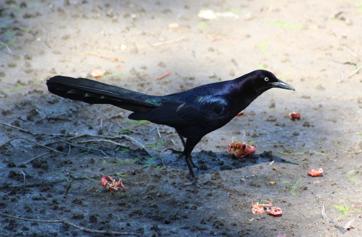 Great-tailed Grackle - Maria Morelli