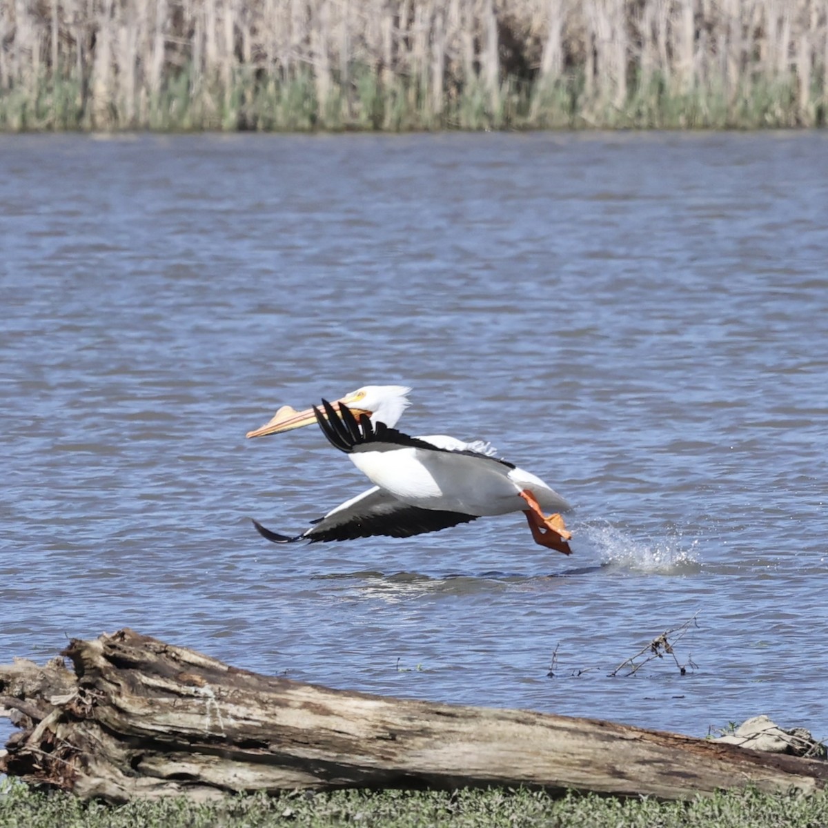 American White Pelican - ML617331322