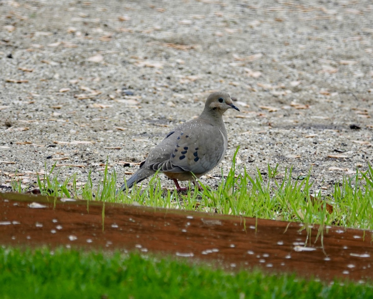 Mourning Dove - ML617331325