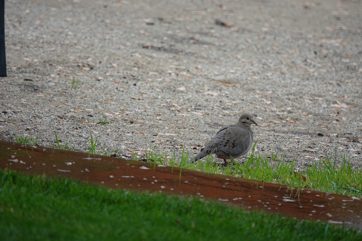 Mourning Dove - Kenneth Sobon