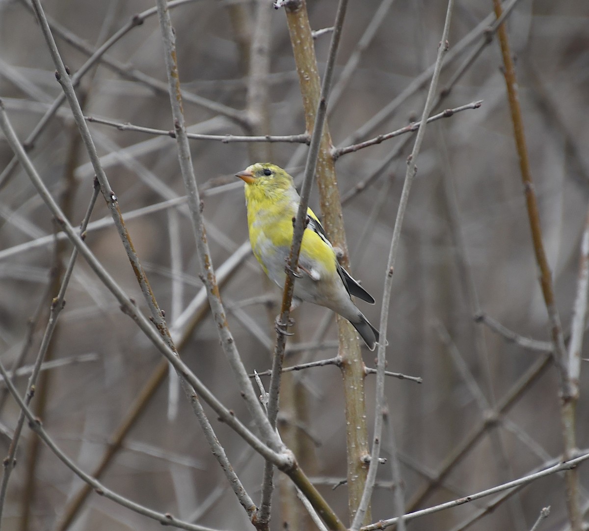 American Goldfinch - ML617331334