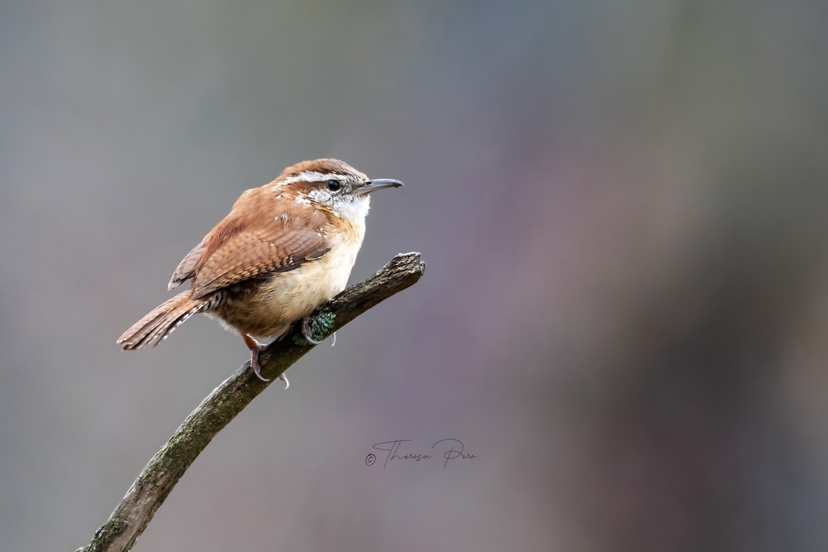 Carolina Wren - Theresa Pero