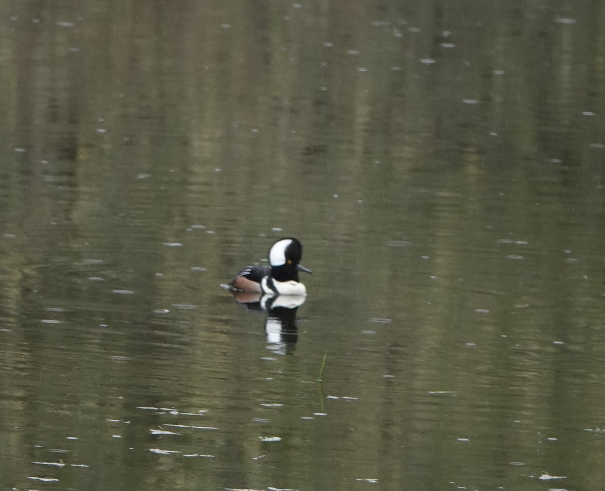 Hooded Merganser - ML617331369