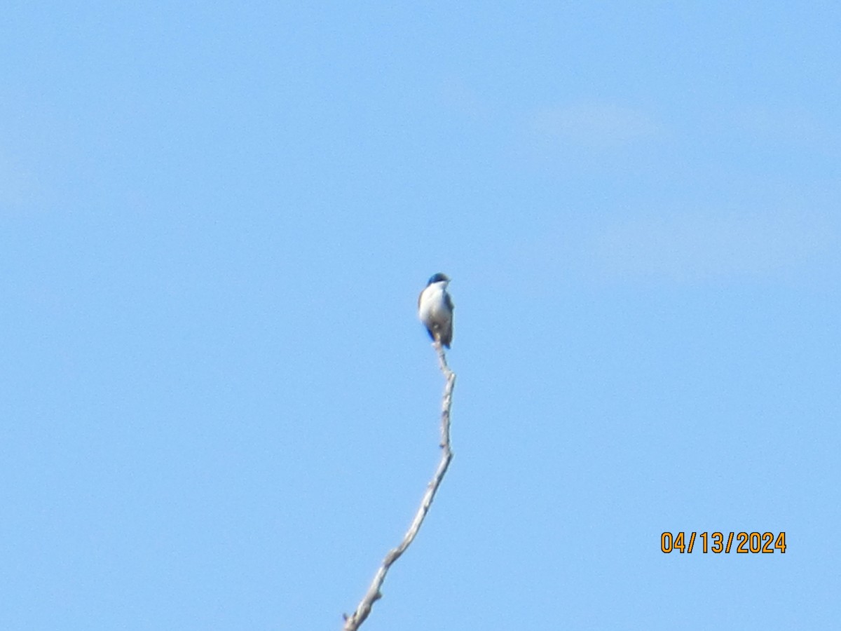 Tree Swallow - ML617331412