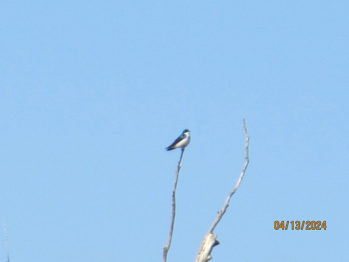 Tree Swallow - ML617331414