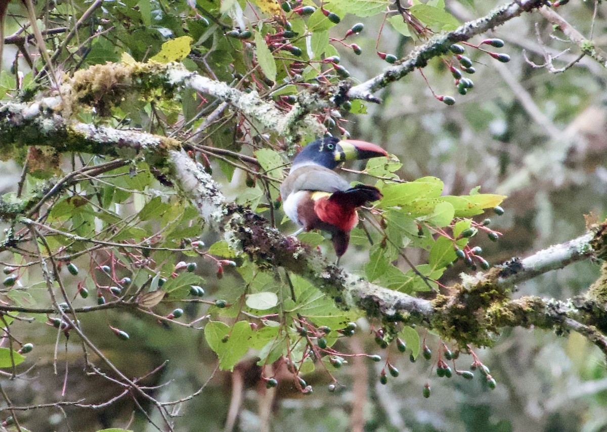 Gray-breasted Mountain-Toucan - ML617331427