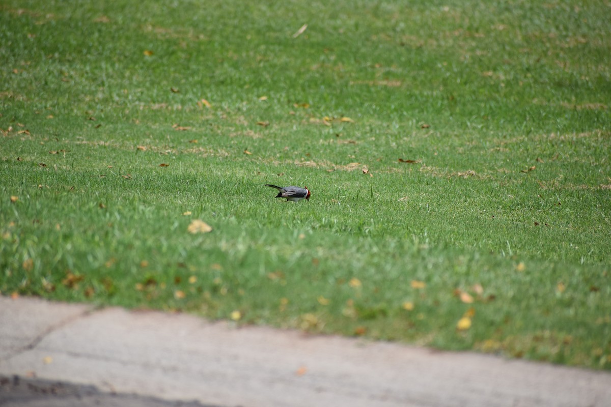 Red-crested Cardinal - ML617331540