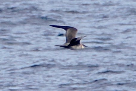 Long-tailed Jaeger - steve b