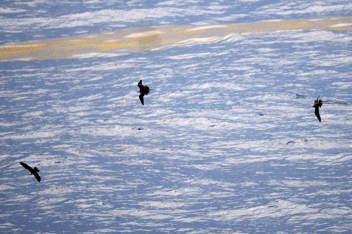 Long-tailed Jaeger - ML617331552