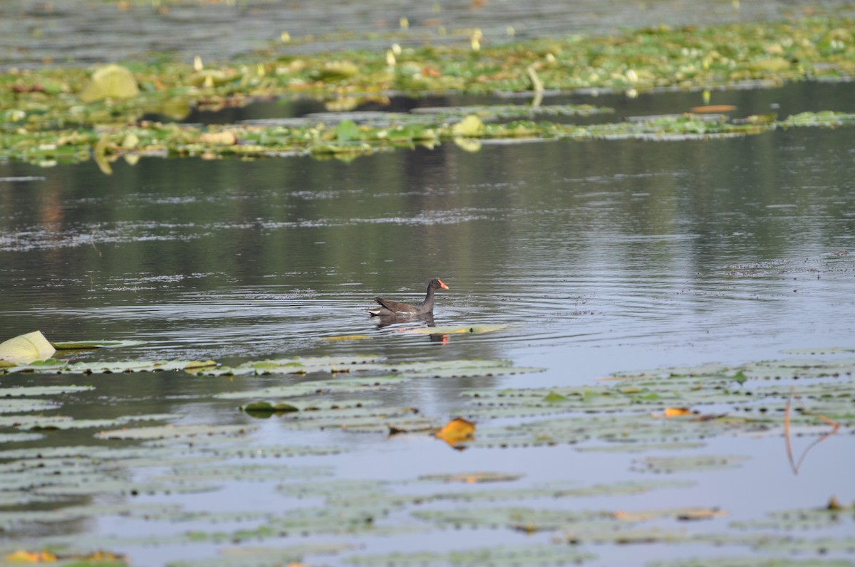 Common Gallinule - ML617331595