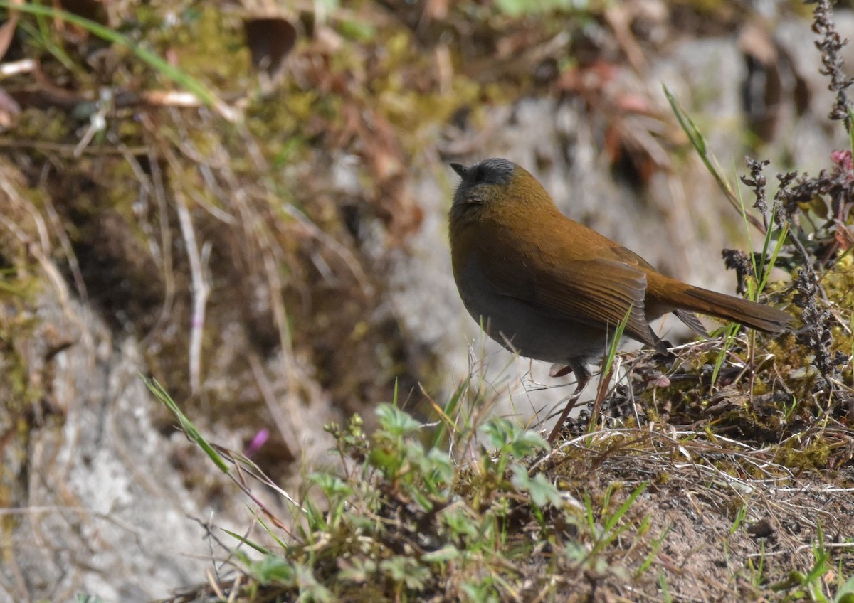 Black-billed Nightingale-Thrush - Diane Allison