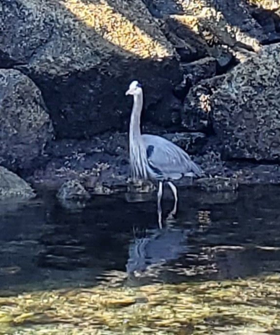 Great Blue Heron - Anonymous