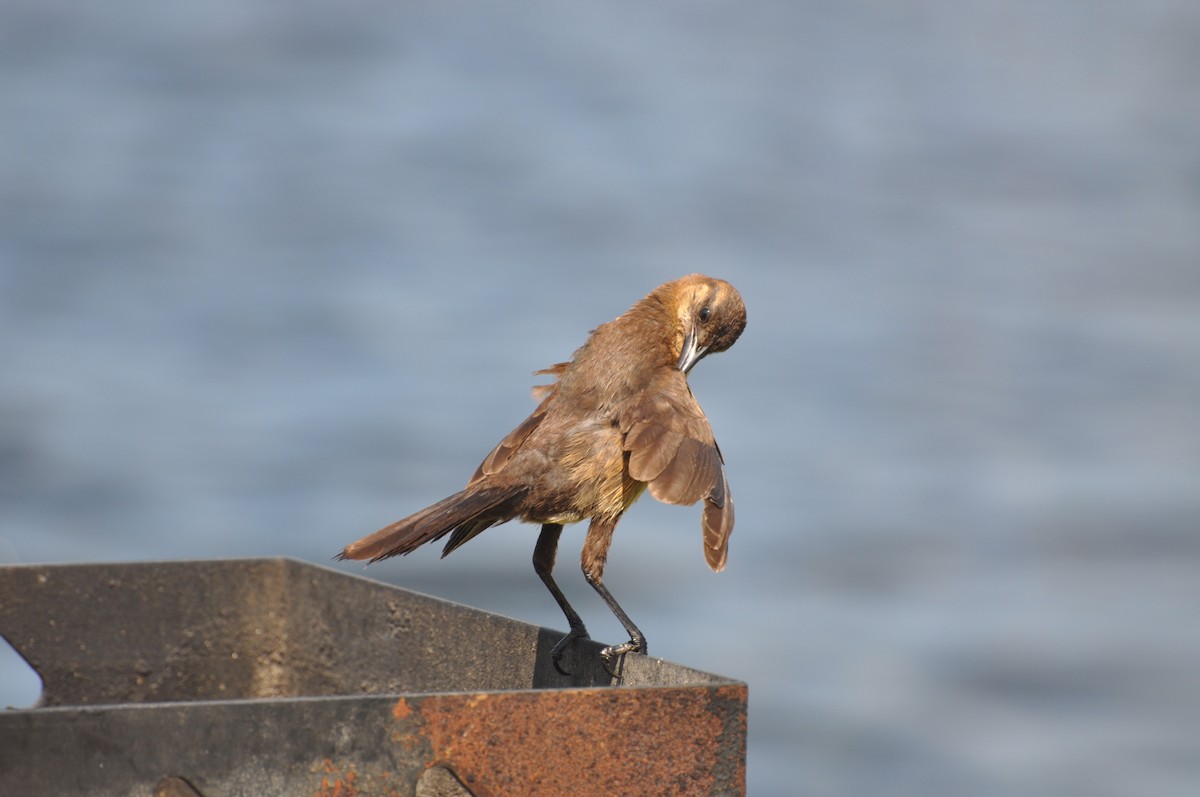 Boat-tailed Grackle - ML617331658