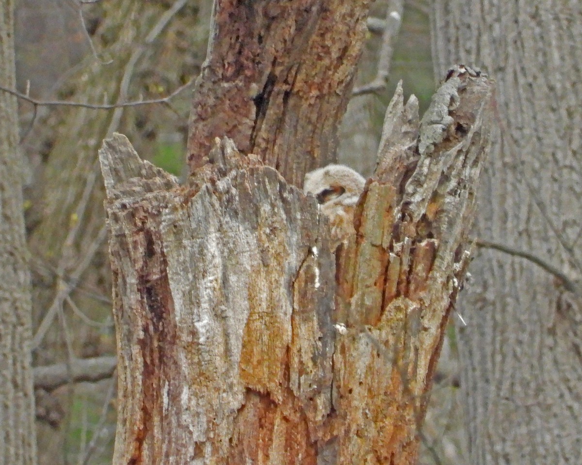 Great Horned Owl - ML617331666