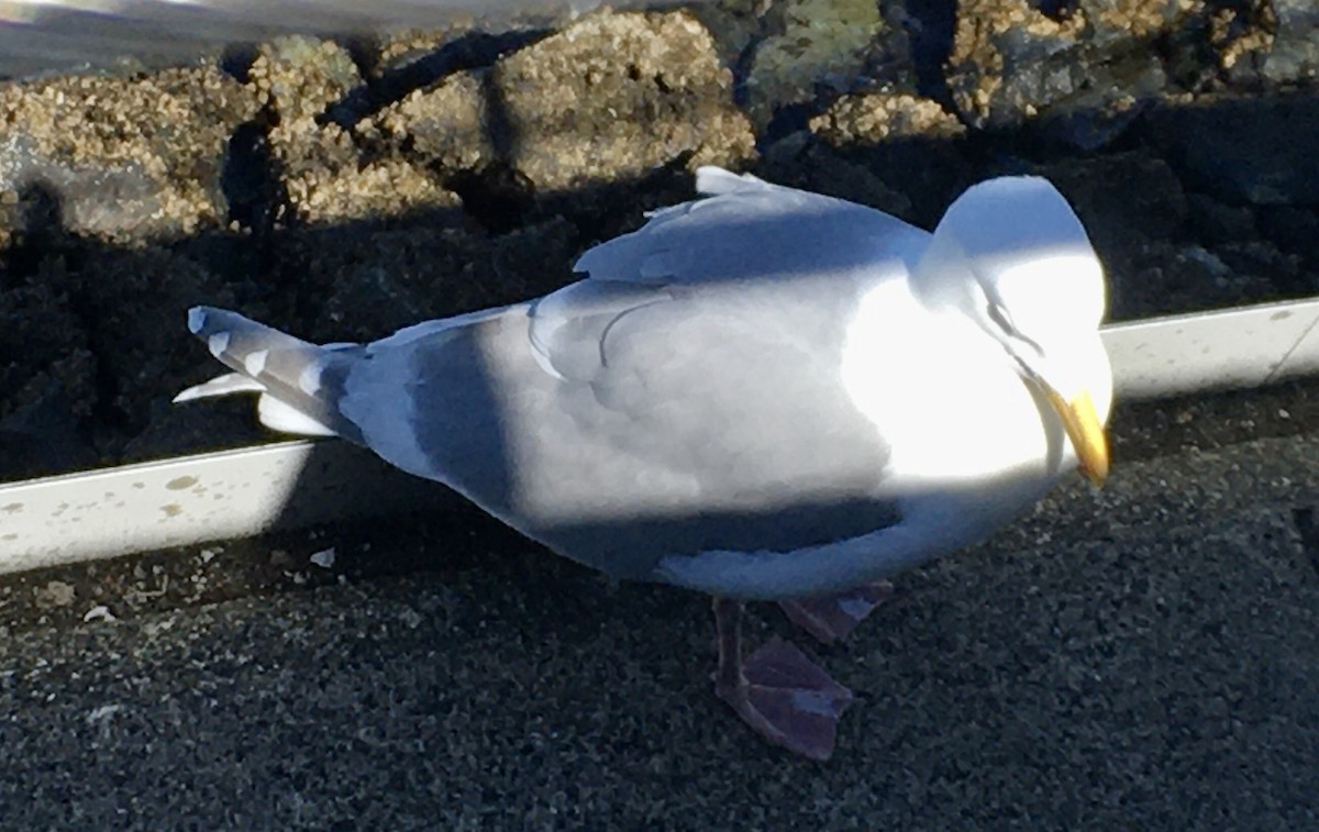 Glaucous-winged Gull - ML617331682