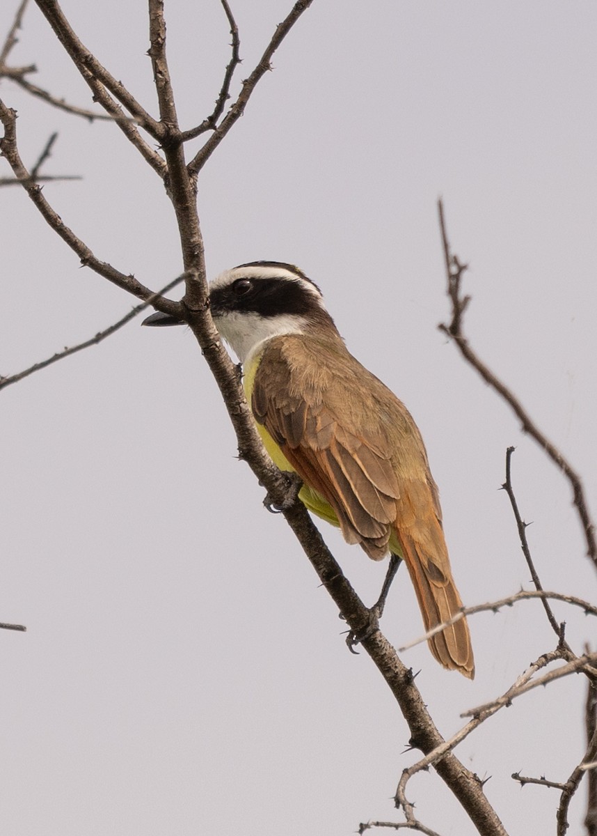 Great Kiskadee - ML617331695