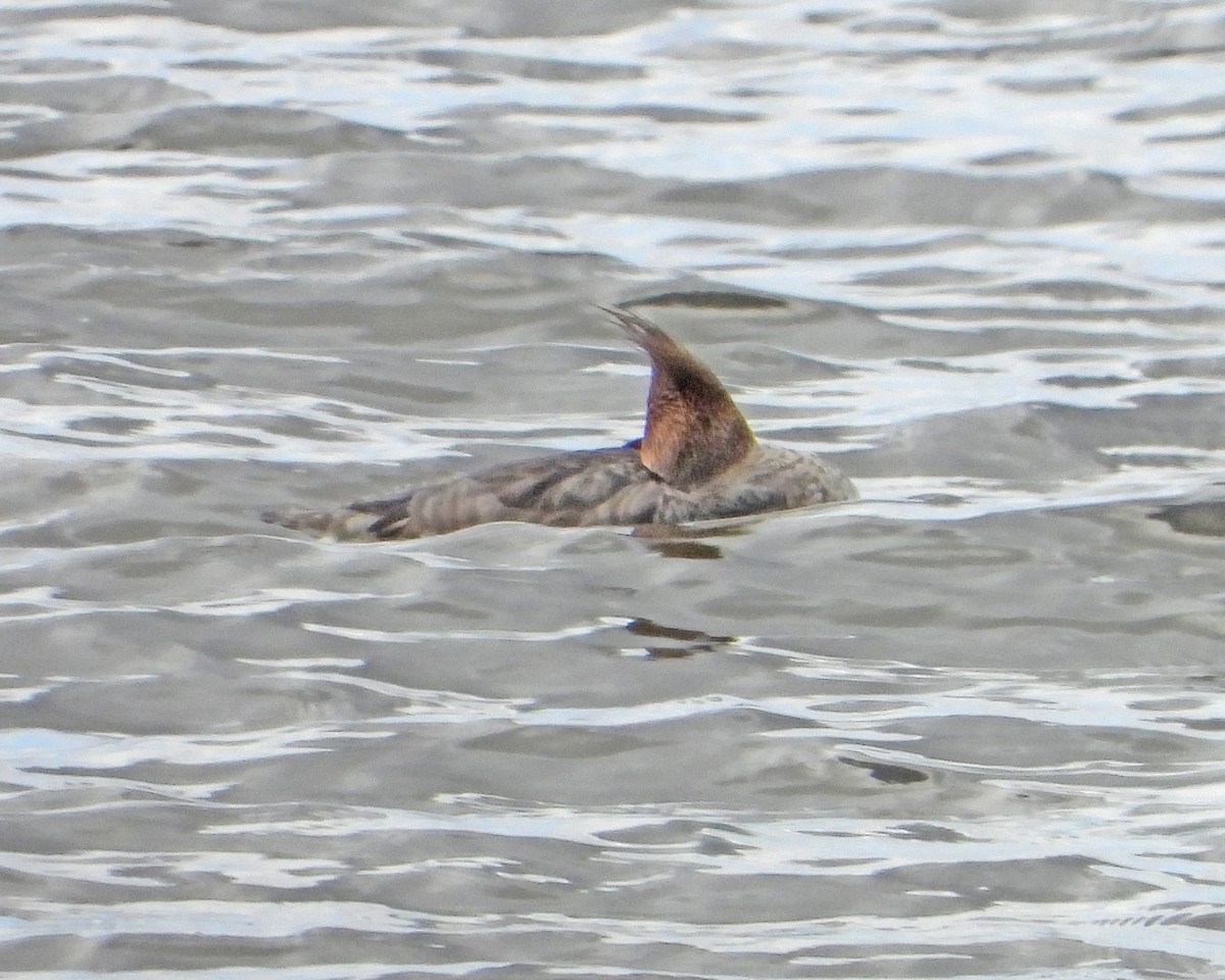 Red-breasted Merganser - ML617331697