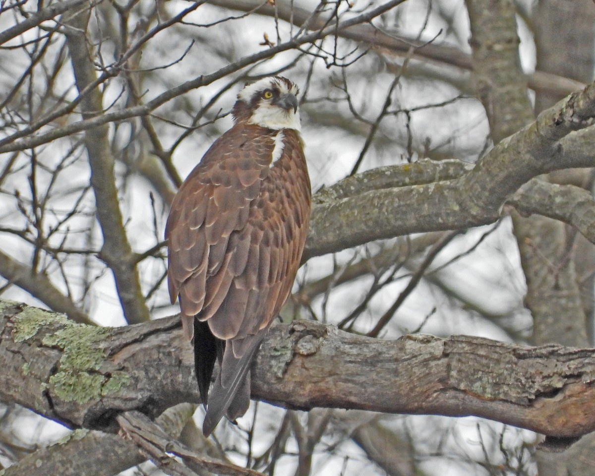 Osprey - ML617331725