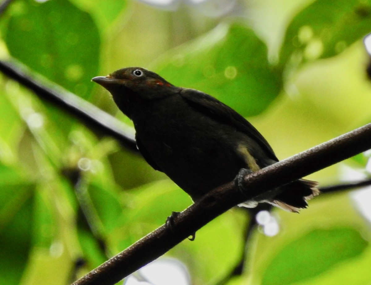 Red-capped Manakin - ML617331742