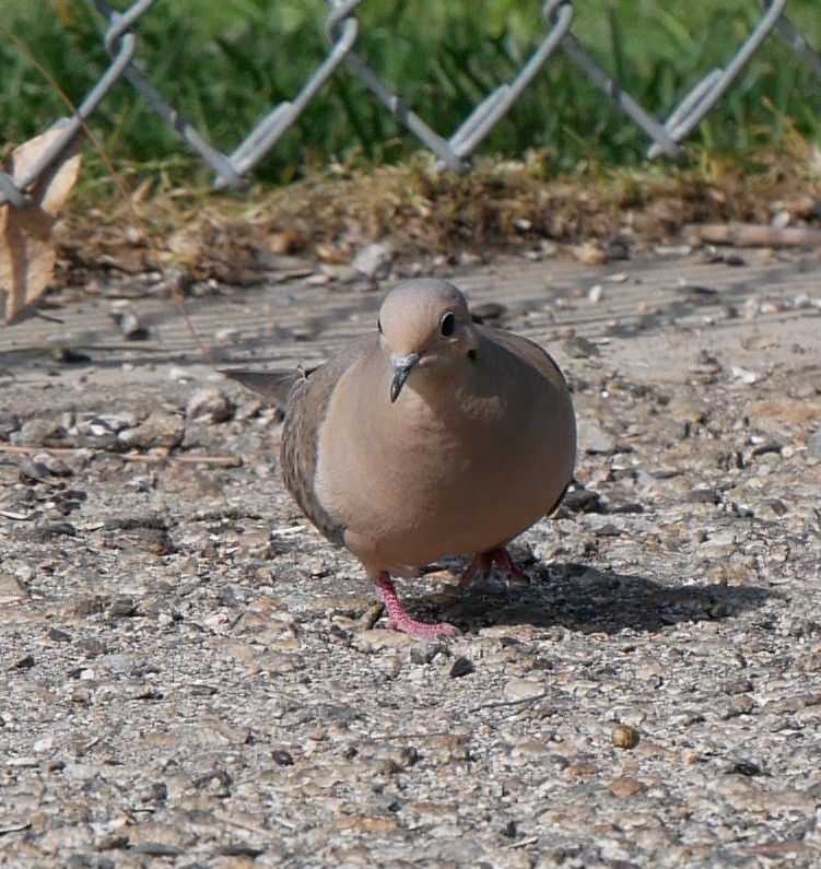 Mourning Dove - ML617331761