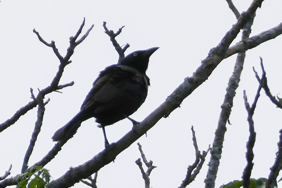 Common Grackle - Parker Marsh