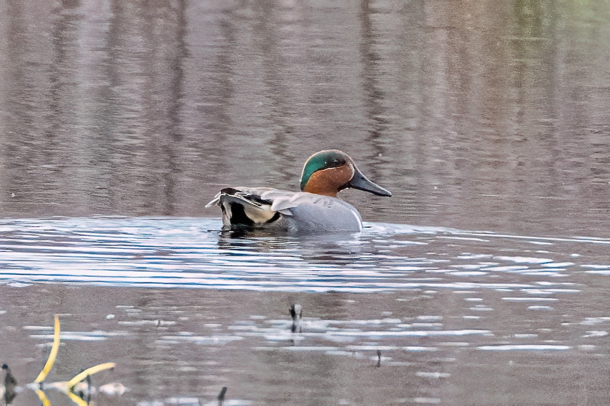 Green-winged Teal - ML617331845