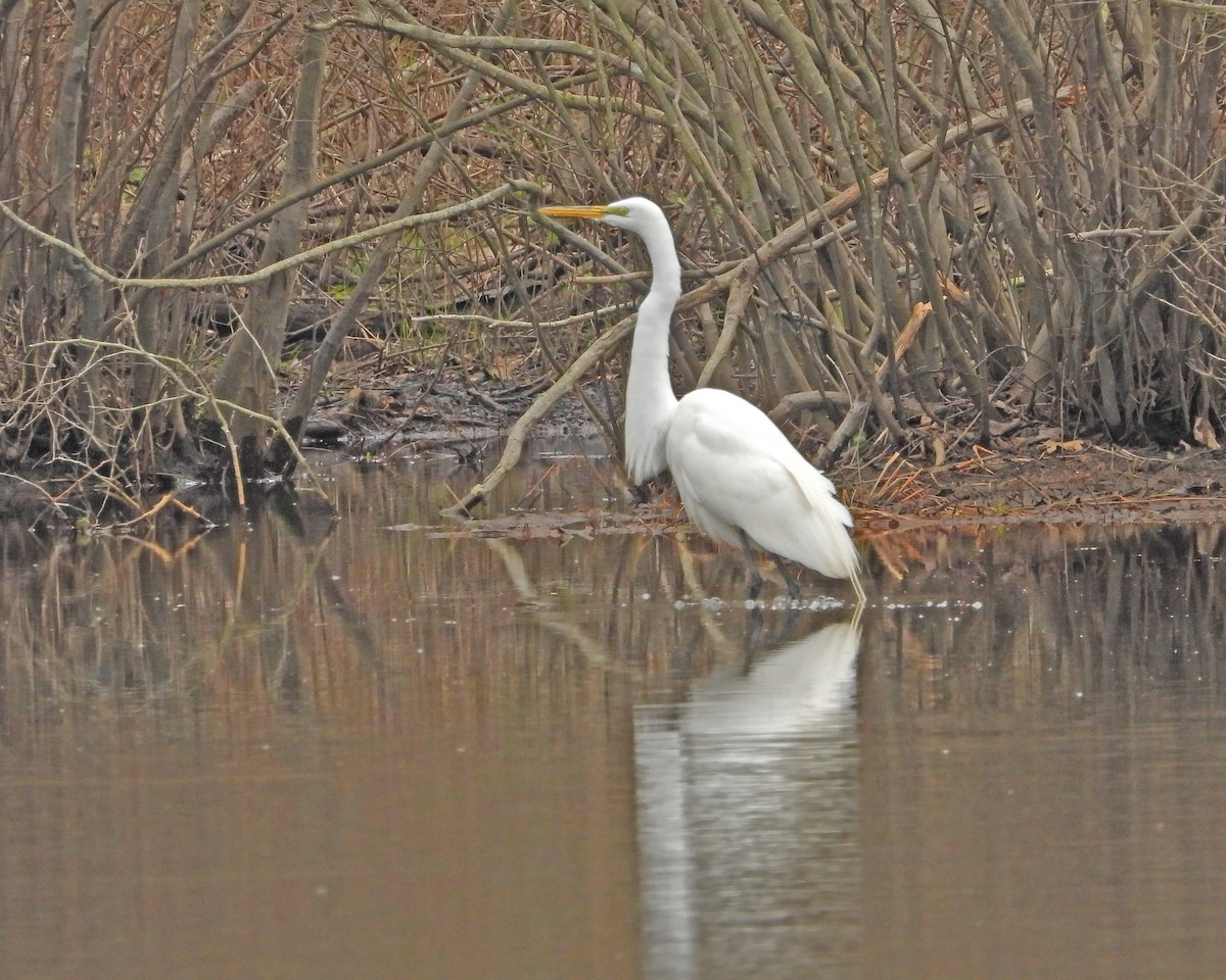 Great Egret - ML617331897