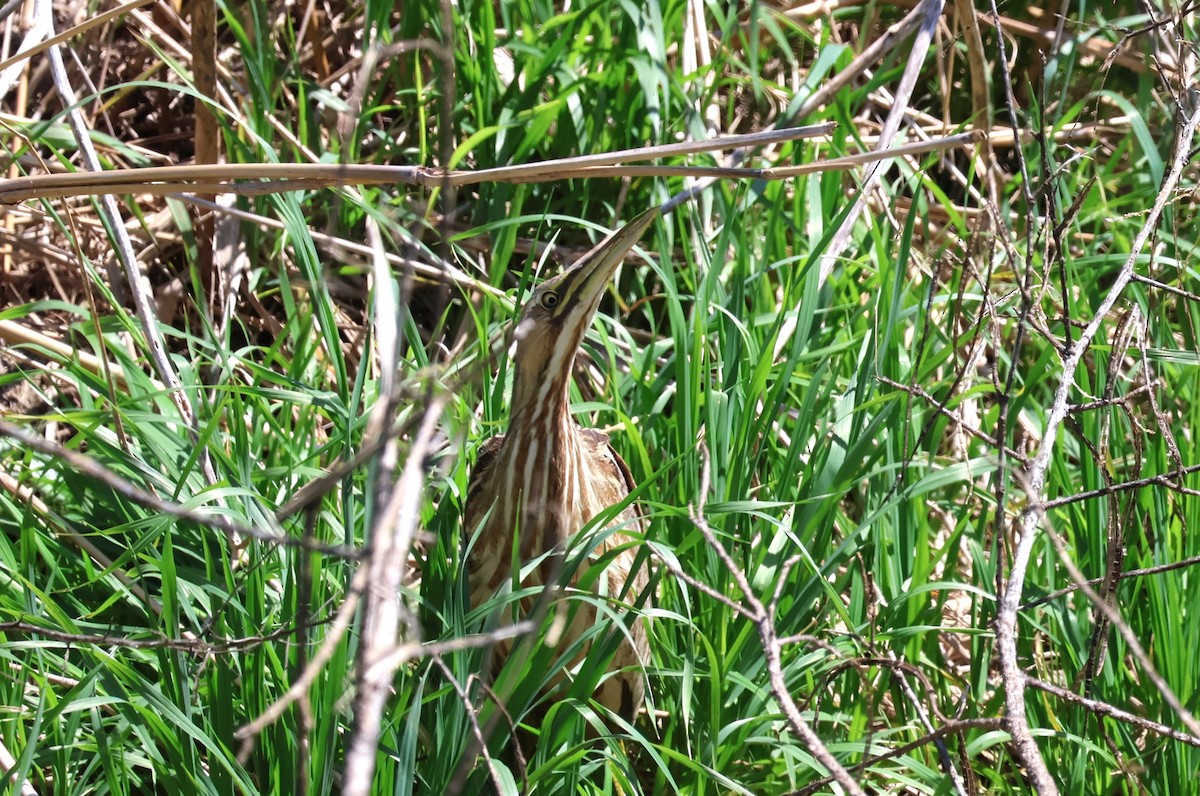 American Bittern - Tricia Vesely