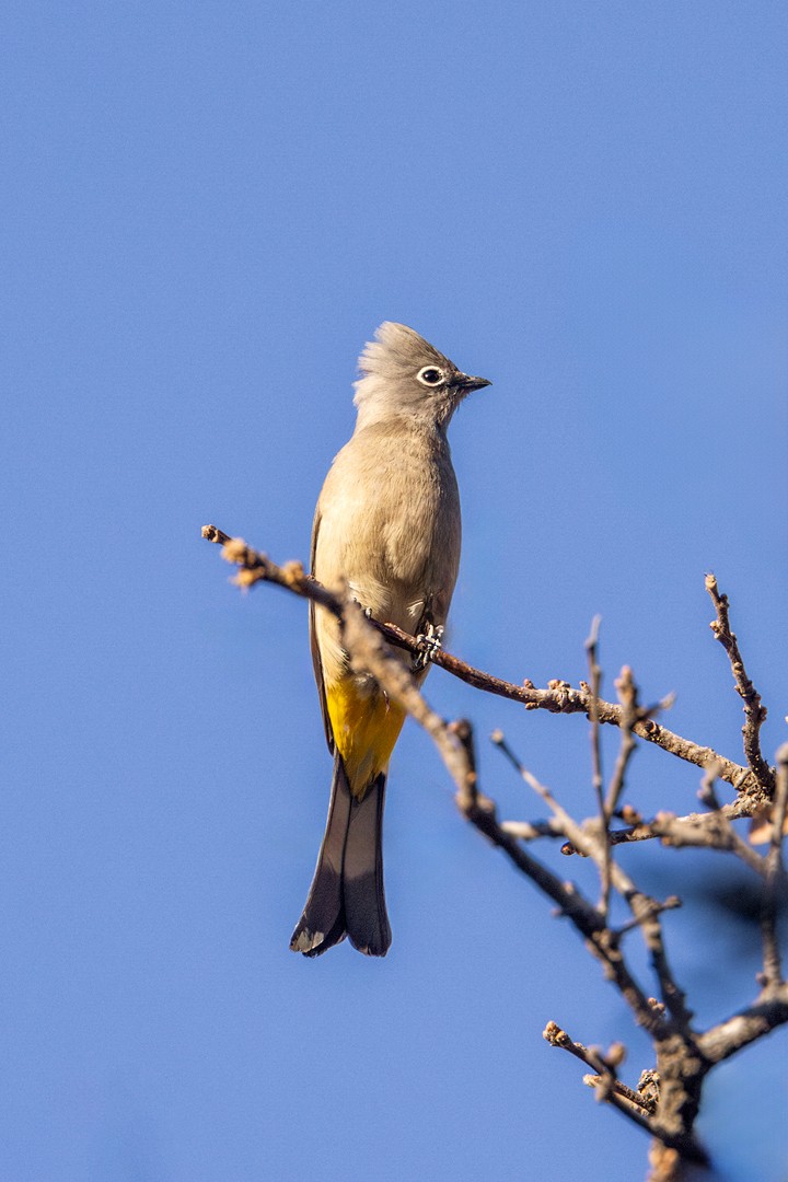 Gray Silky-flycatcher - ML617331906