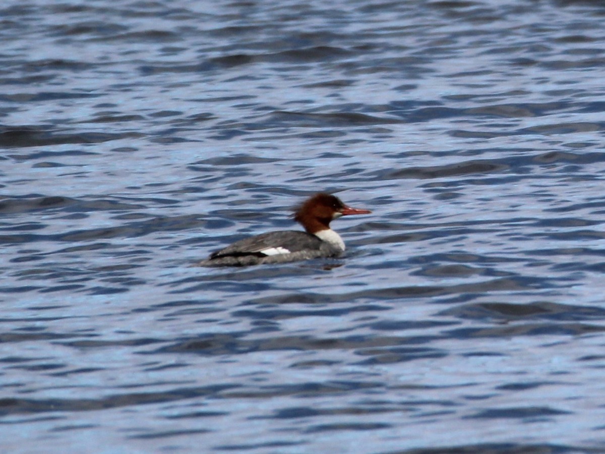 Common Merganser - ML617332108