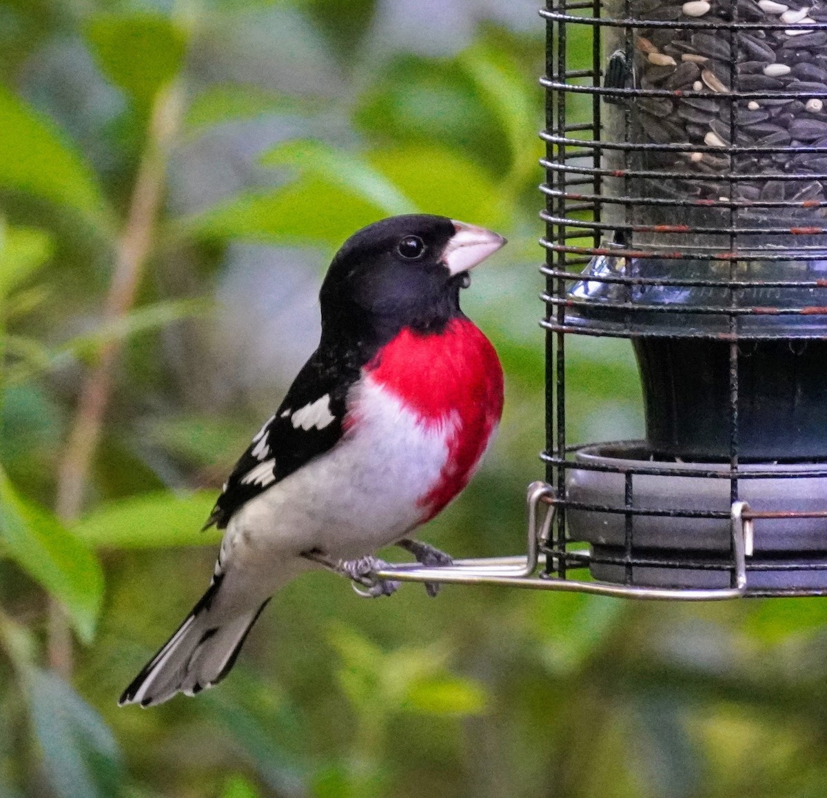 Rose-breasted Grosbeak - ML617332219